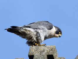 peregrine_2B4A6242-DxO_VG_peregrine_right_headdown.jpg