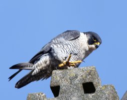 peregrine_2B4A6247-DxO_VG_peregrine_right_clawup.jpg