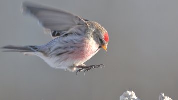 Redpoll M flight_s_28187.JPG