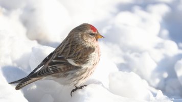 Redpoll M_s_28116.JPG