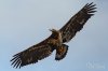 Eagle-Juvenile-BIF-01_RW.jpg