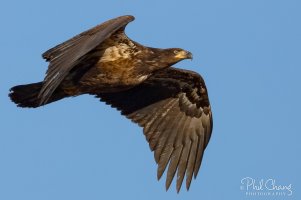 Eagle-Juvenile-BIF-16_RW.jpg