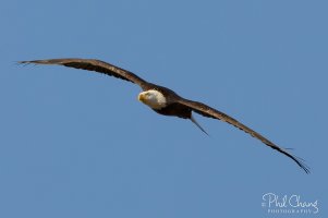 Eagle-BIF-15_RW.jpg