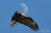 eagle-on-moon_RW.jpg
