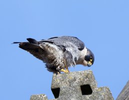 peregrine_2B4A6241-DxO_5DIV_CanonDO800mm.jpg