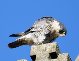 peregrine_3Q7A5988_5DSR_Sigma600mm.jpg