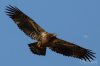 Eagle-Juvenile-BIF-08_RW.jpg