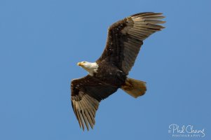 Eagle-BIF-18_RW.jpg