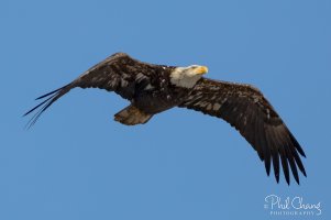 Eagle-BIF-29_RW.jpg