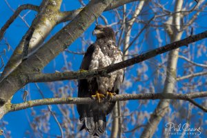 Eagle-Juvenile-03_RW.jpg