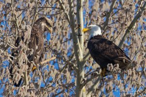 Eagles-Mother-and-Son.jpg