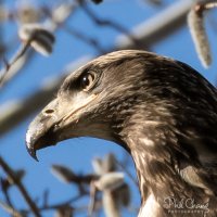 Eagle-Juvenile-Head_RW.jpg