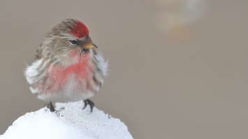 Redpoll_s_285811.JPG