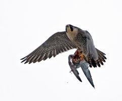 peregrine+pigeon+flying.3Q7A6246-DxO.jpg