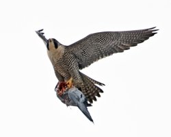 peregrine+pigeon+flying.3Q7A6247-DxO.jpg