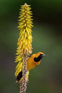 Hooded Oriole (M).jpg