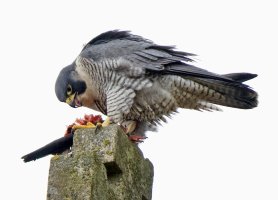 peregrine+pigeon_2B4A6711-DxO.jpg
