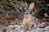 Desert Hare.jpg