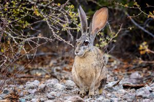 Desert Hare.jpg