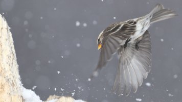 Redpoll flight_s_29174.JPG