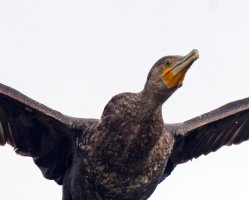 Cormorant_2B4A7022-DxO_cormorant_neck.jpg