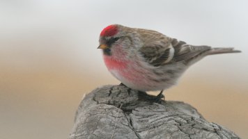 Redpoll_s_28998.JPG