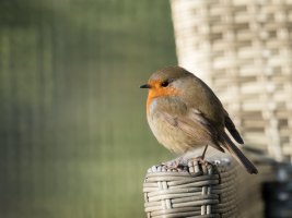 Robin-7755.jpg