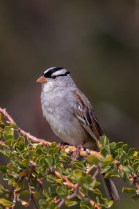 White Crowned Sparrow.jpg