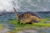 Chelonia mydas - Green sea turtle 2_DxO.jpg