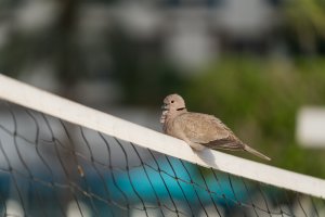 ILCE-7RM3_FE 100-400mm F4.5-5.6 GM OSS .jpg