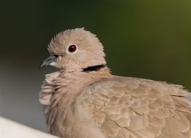 ILCE-7RM3_FE 100-400mm F4.5-5.6 GM OSS -Crop100.jpg