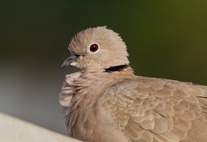 ILCE-7RM3_FE 100-400mm F4.5-5.6 GM -CaptureOne.jpg
