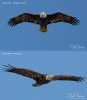 Eagles-BIF-Sony-Canon.jpg