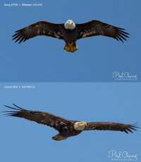 Eagles-BIF-Sony-Canon.jpg