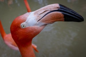 Flamingo.jpg
