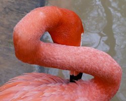 Flamingo-4.jpg