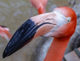 Flamingo-3.jpg