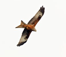 Redkite_3Q7A6684-DxO_CR.jpg