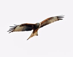 redkite_3Q7A6697-DxO_redkite_CR.jpg