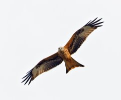 redkite_3Q7A6785-DxO_CR.jpg