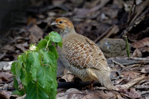 Francolinus pondicerianus - Gray Francolin 2.jpg