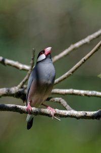 Padda oryzivora - Java Sparrow 8.jpg