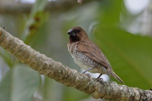 Lonchura punctulata - Nutmeg Mannikin   9.jpg