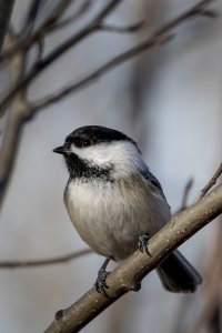 Chickadee.jpg