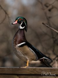 Duck-Portrait-19_RW.jpg