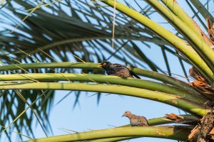 a7r2 with FE100-400GM and 1.4x.jpg