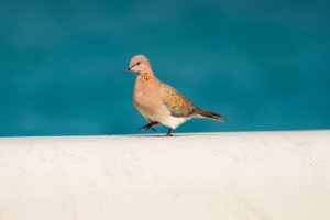 a7rII withEF100-400 and 1.4 extender -3148.jpg