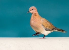 a7rII withEF100-400 and 1.4 extender -3148-2.jpg