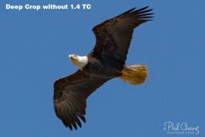 Deep-Crop-No-TC.jpg