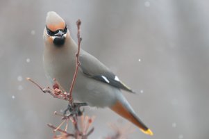 Better than nothing_29888.JPG